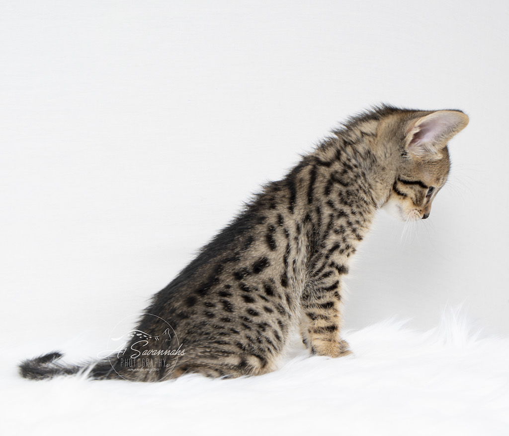 A1Savannahs F6 SBT Savannah Male Malik displaying his beautiful bold coat