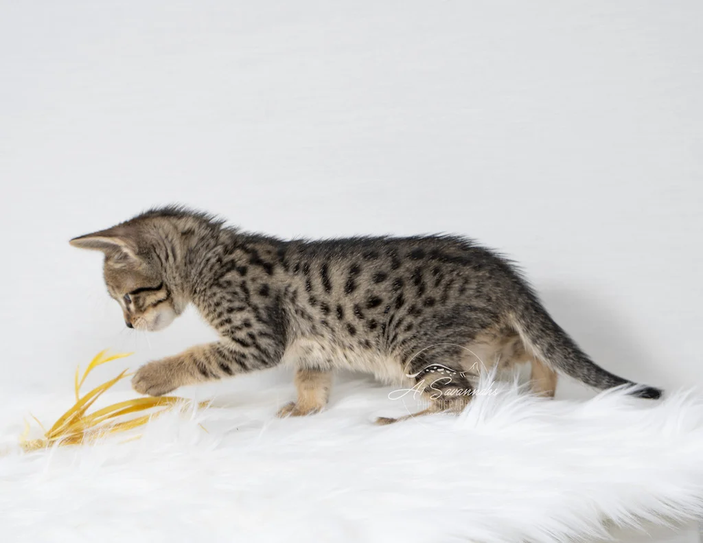 A1Savannahs F6 SBT Savannah Male Malik playing with the feather stick