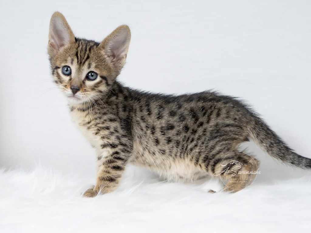 A1Savannahs F6 SBT Savannah Male Malik is standing tall and long