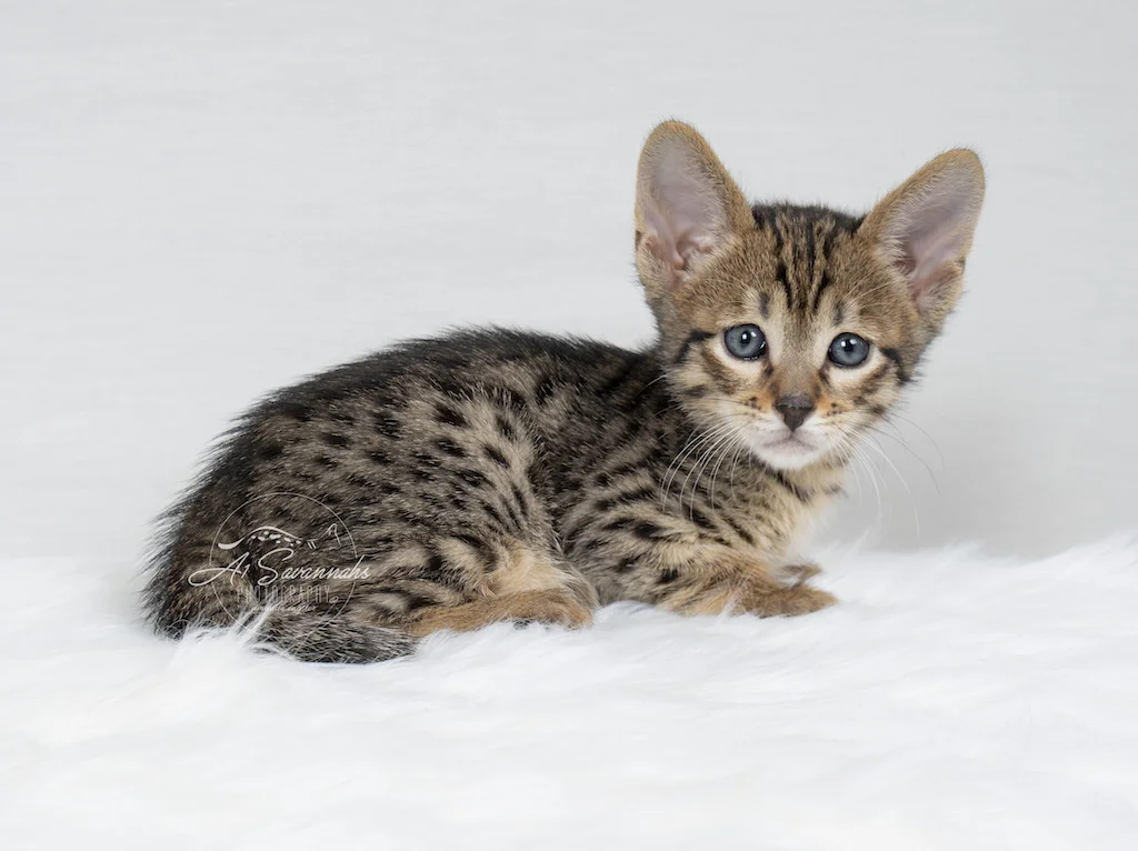 A1Savannahs F6 SBT Savannah Male Malik with his big ears