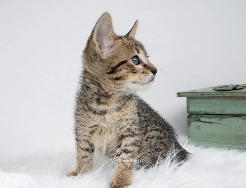 A1Savannahs F6 SBT Savannah Male Malcom displaying his exotic facial markings
