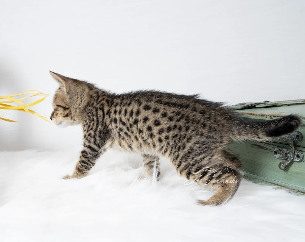 A1Savannahs F6 SBT Savannah Male Malcom showing off his spots