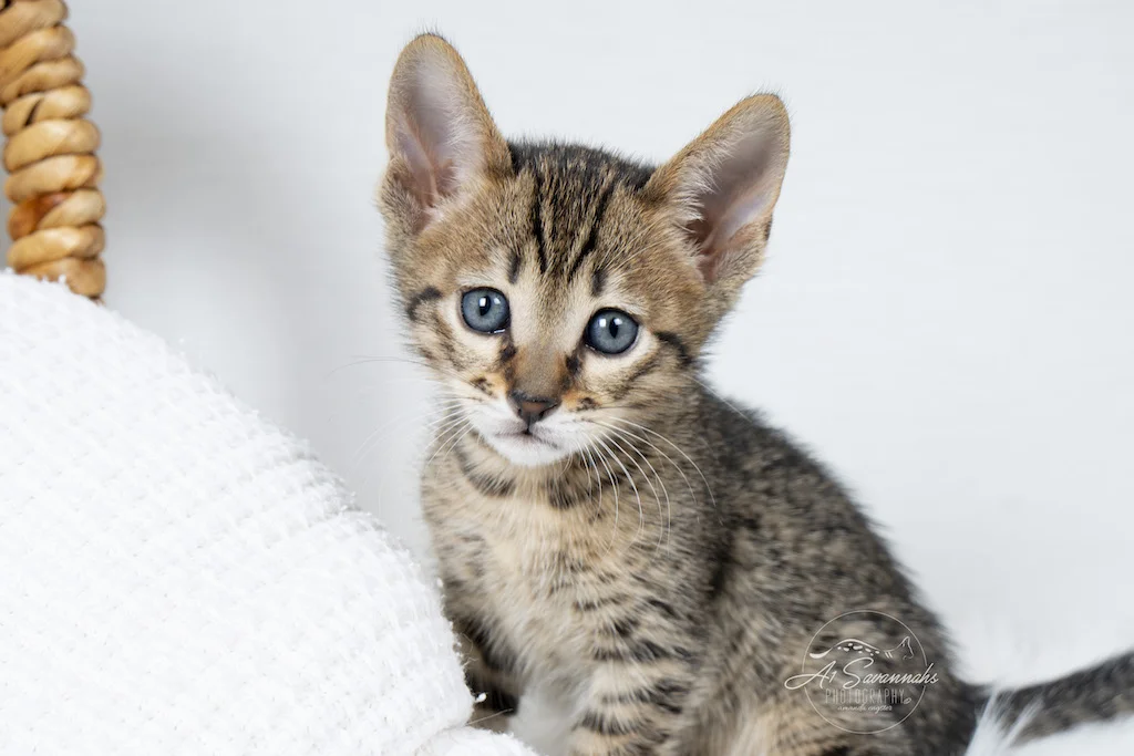 A1Savannahs F6 SBT Savannah Male Malcom is showing you his beautiful blue eyes