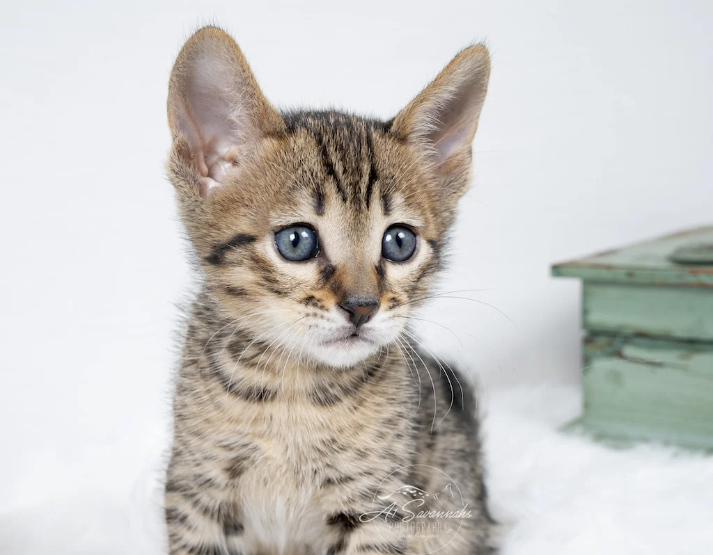 A1Savannahs F6 SBT Savannah Male Malcom is staring into the camera with his pretty eyes