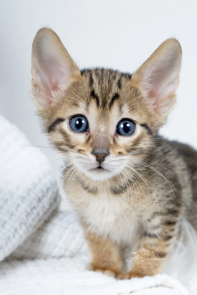 A1Savannahs F6 SBT Savannah Kitten Female Maci is showing you how cute she is