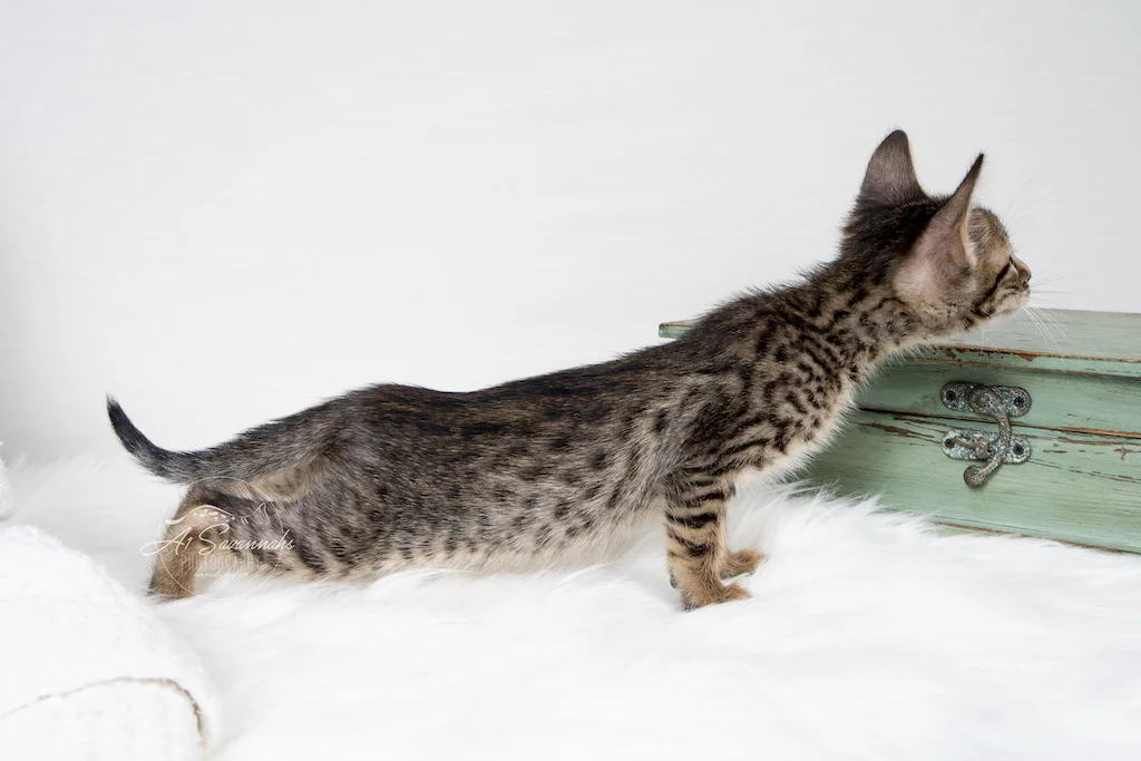 A1Savannahs F6 SBT Savannah Female Mara is showing off her long body