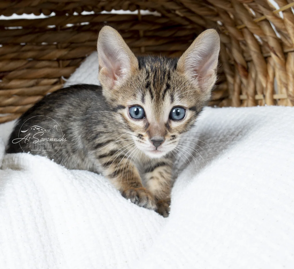 A1Savannahs F6 SBT Savannah Female Mara showing off her beautiful blue eyes
