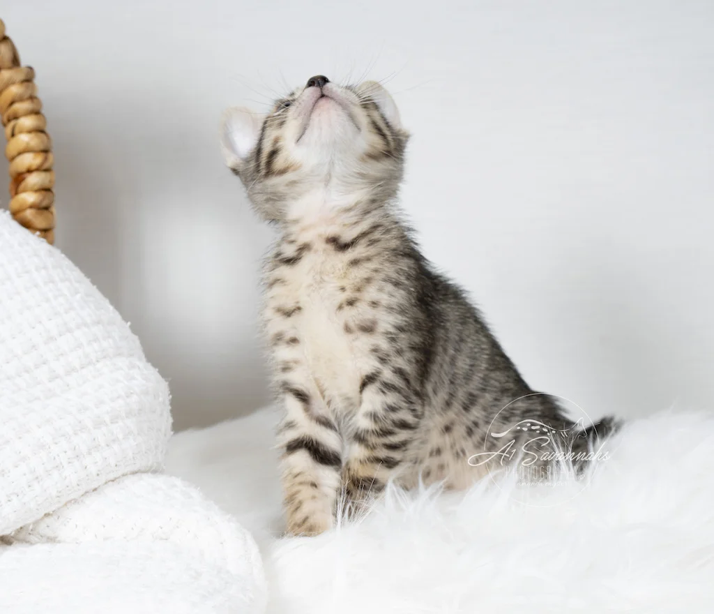 A1Savannahs F6 SBT Savannah Kitten Female Marlee wants you to see her necklace