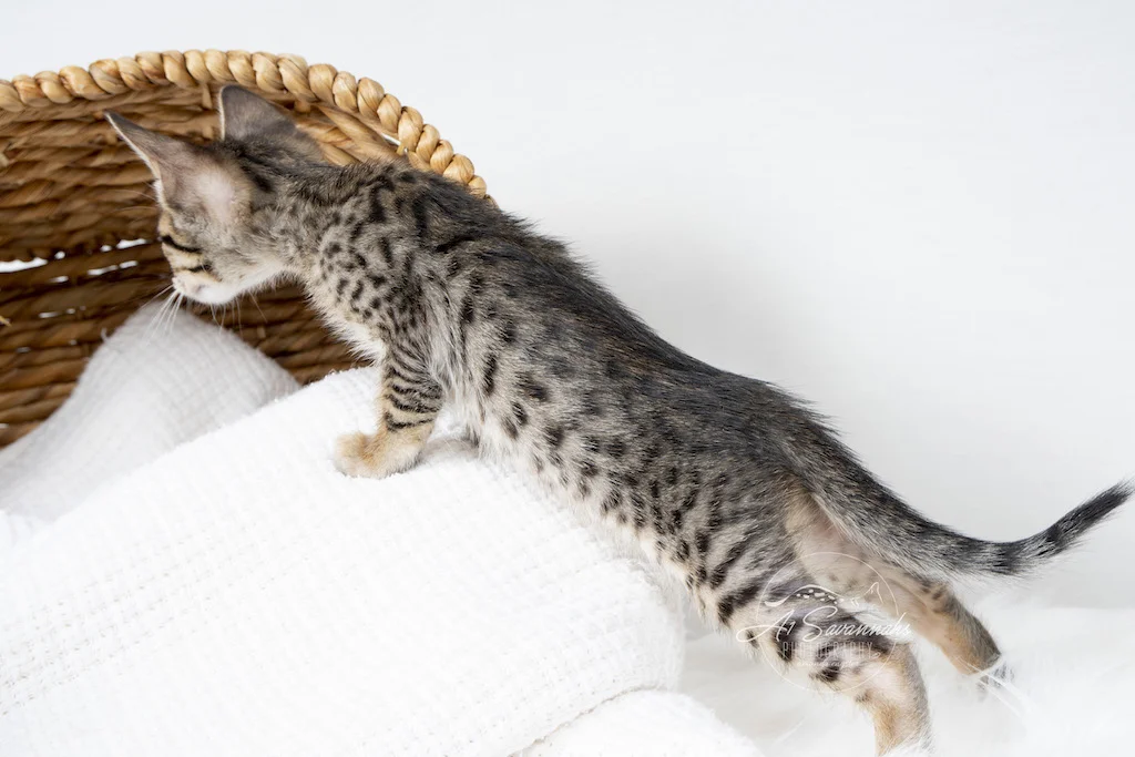A1Savannahs F6 SBT Savannah Kitten Female Marlee stretches out her lean body to show off her spots