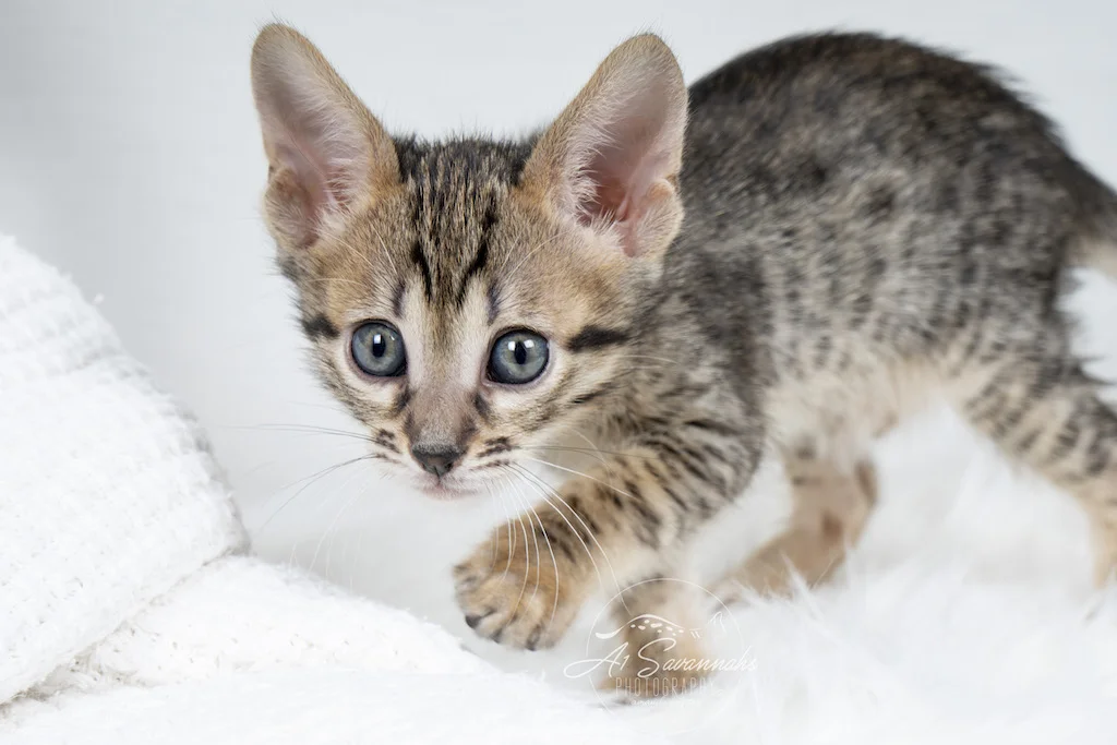 A1Savannahs F6 SBT Savannah Kitten Female Marlee is about to pounce on the mouse toy