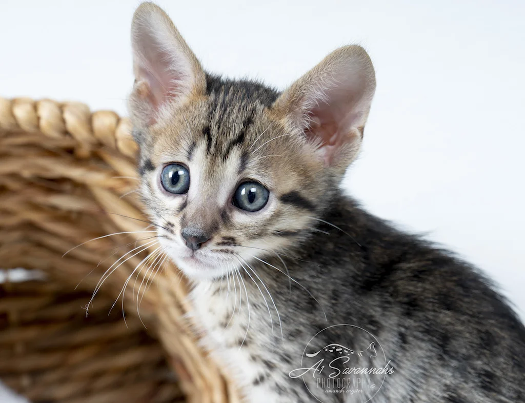 A1Savannahs F6 SBT Savannah Kitten Female Marlee has an adorable face