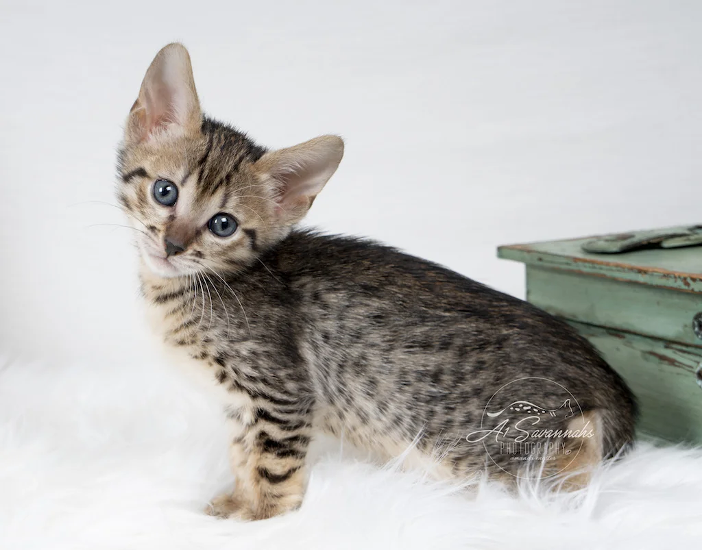 A1Savannahs F6 SBT Savannah Kitten Female Myla is displaying her detailed long body