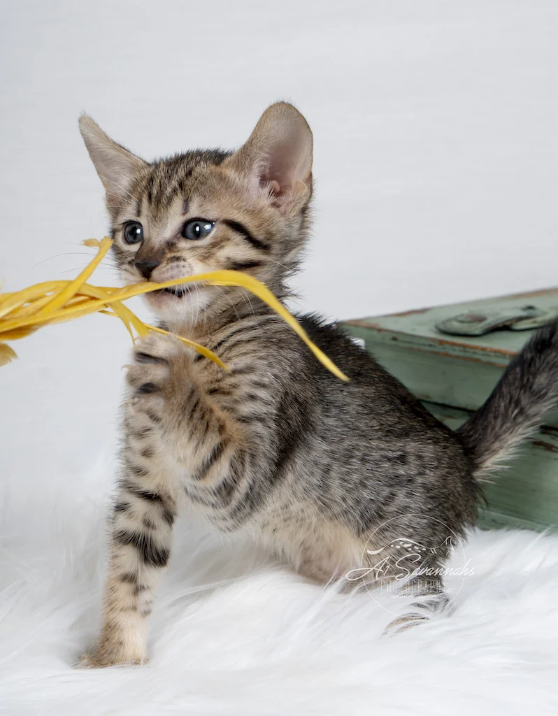 A1Savannahs F6 SBT Savannah Kitten Female Myla doesn't want to let go of the feather stick