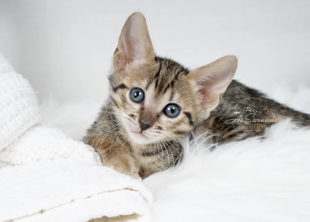 A1Savannahs F6 SBT Savannah Kitten Female Myla is lounging while taking pictures