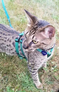 SBT savannah cat Gabe in a harness