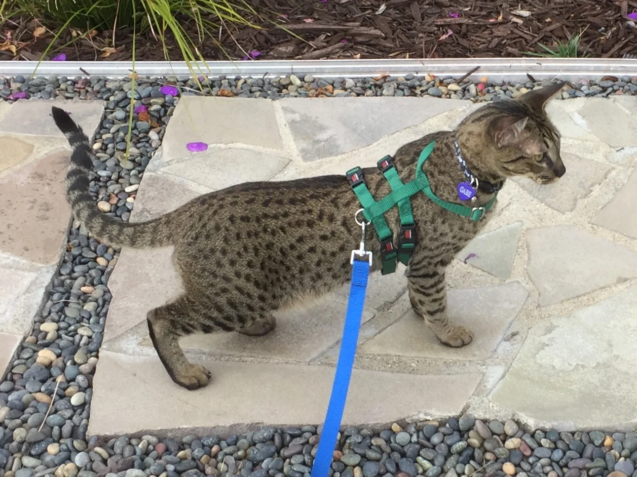 Gabe out for a walk