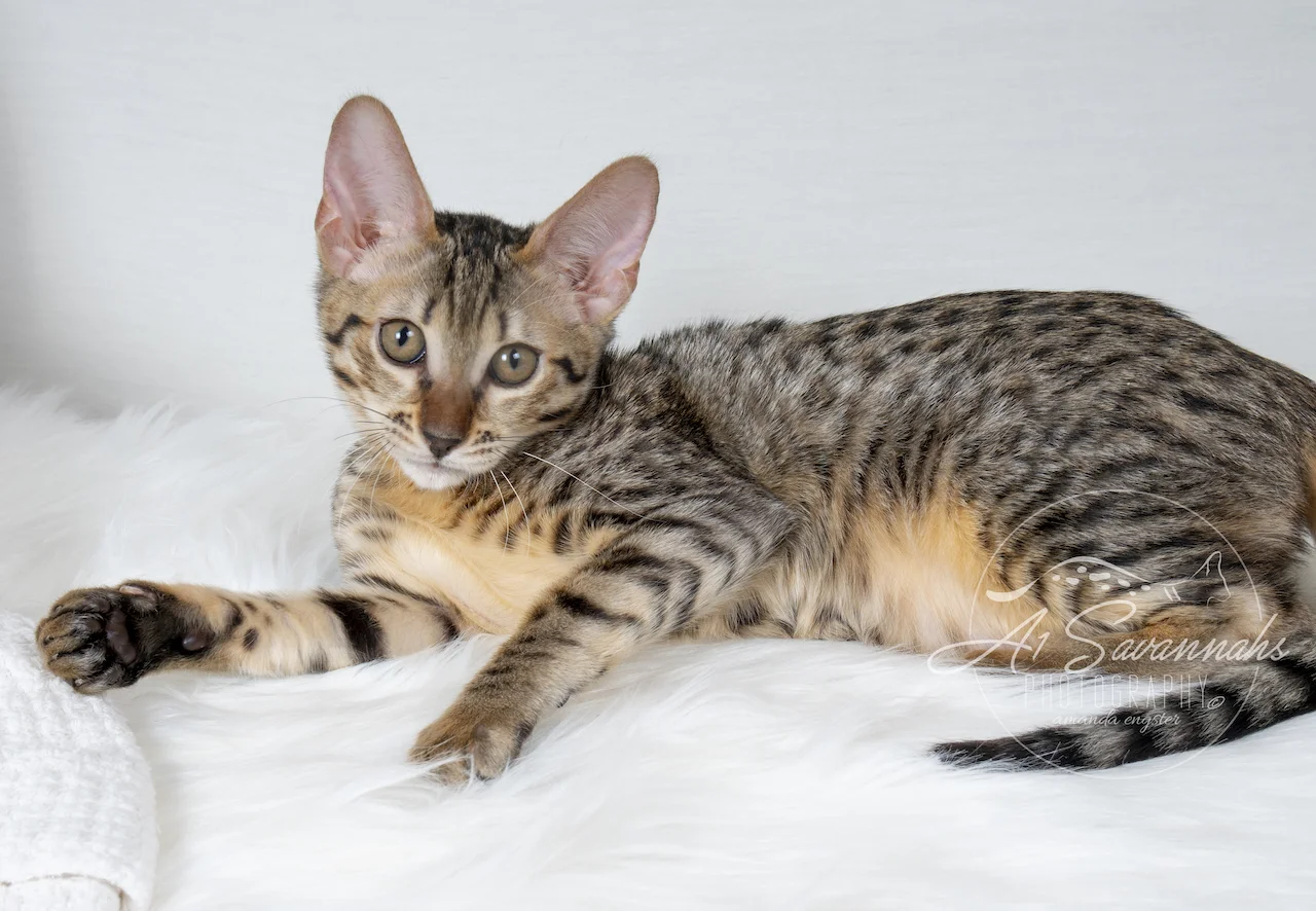 A1Savannahs Myla is an F6 SBT relaxing on this warm summer day