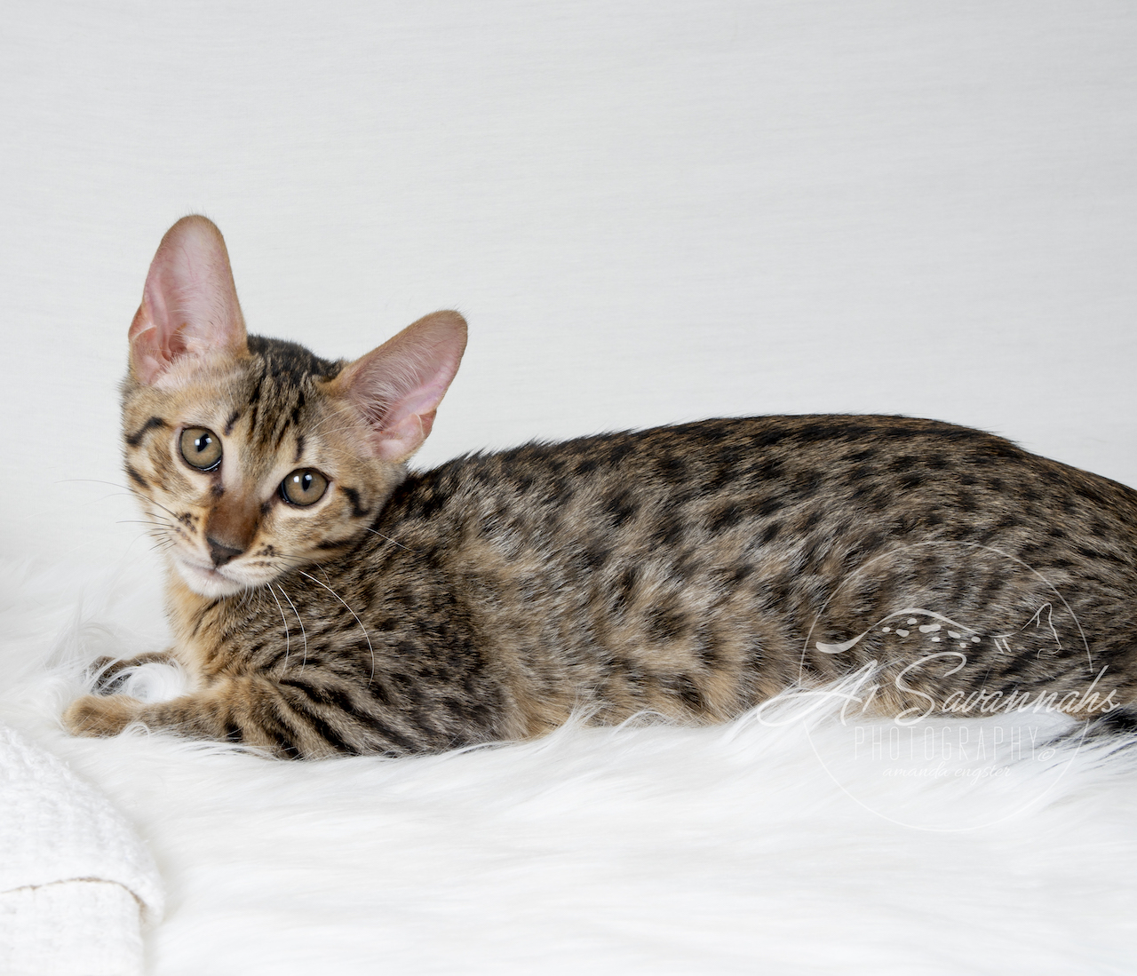 A1Savannahs Myla is an F6 SBT posing for the camera