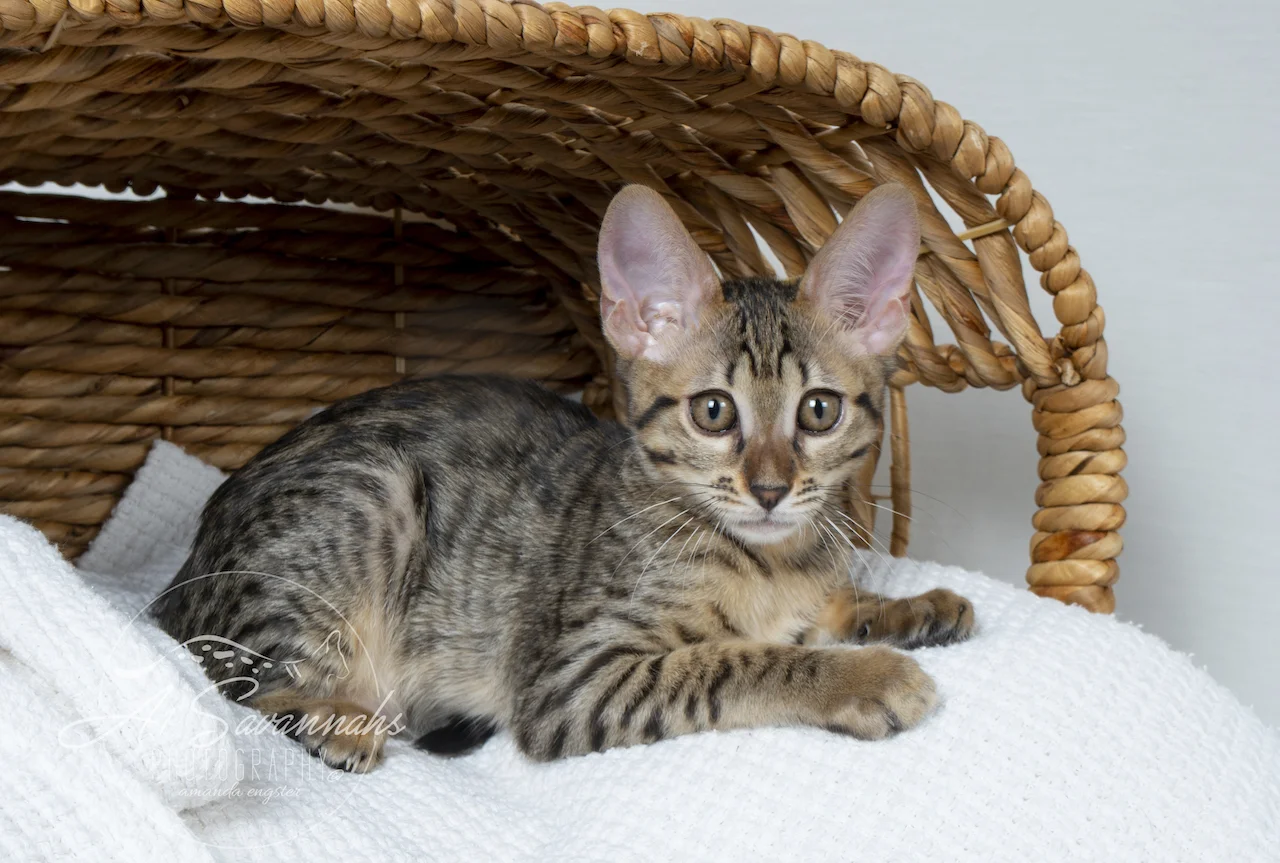 Marlee is an F6 SBT Female hanging out in the basket