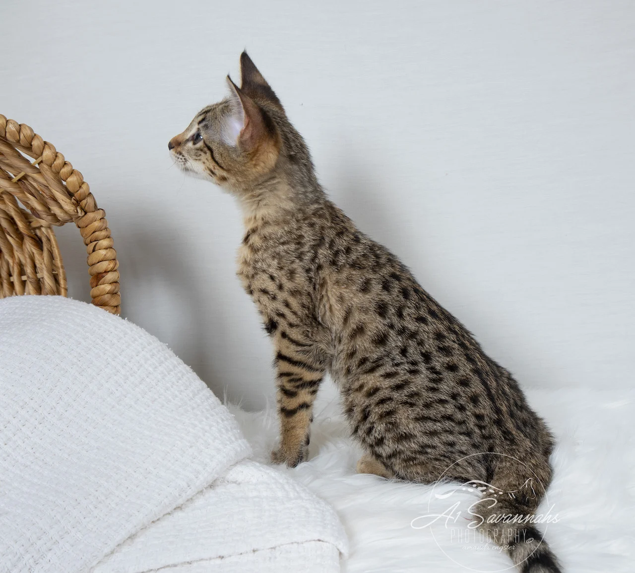 A1Savannahs Neala is an F2 Savannah Female is standing tall to show you her beautiful coat