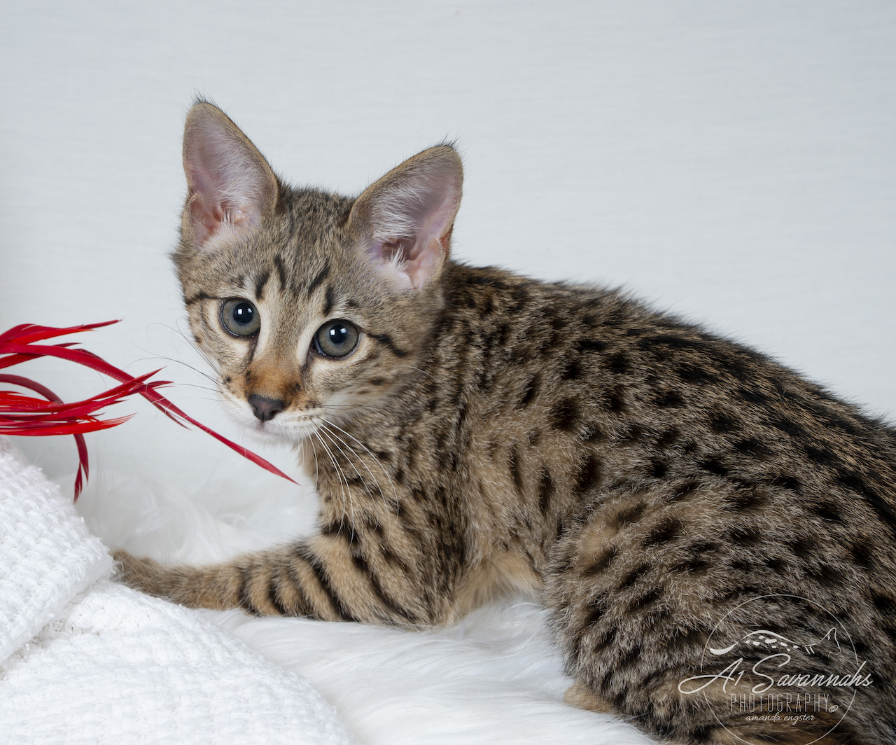 A1Savannahs Neala is an F2 Savannah Female loves to play with the feather stick