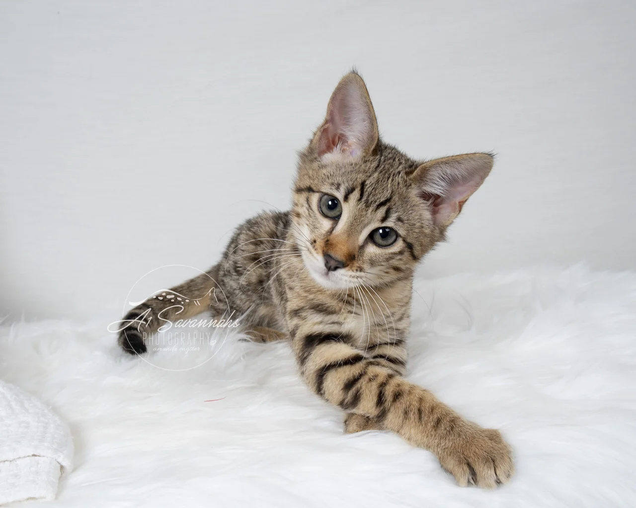 A1Savannahs Neala is an F2 Savannah Female that always has that ornery  look on her face