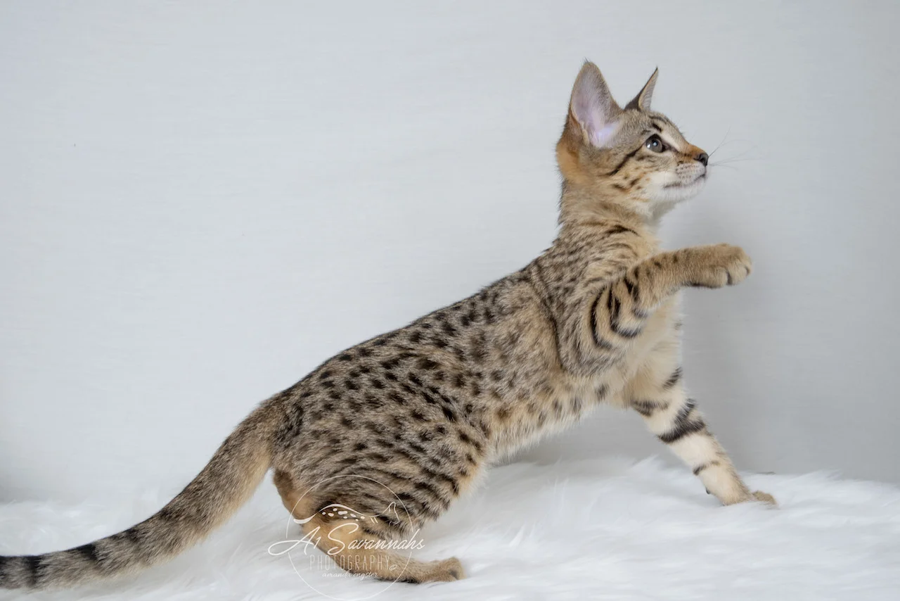 A1Savannahs Neala is an F2 Savannah Female can't resist the feather stick