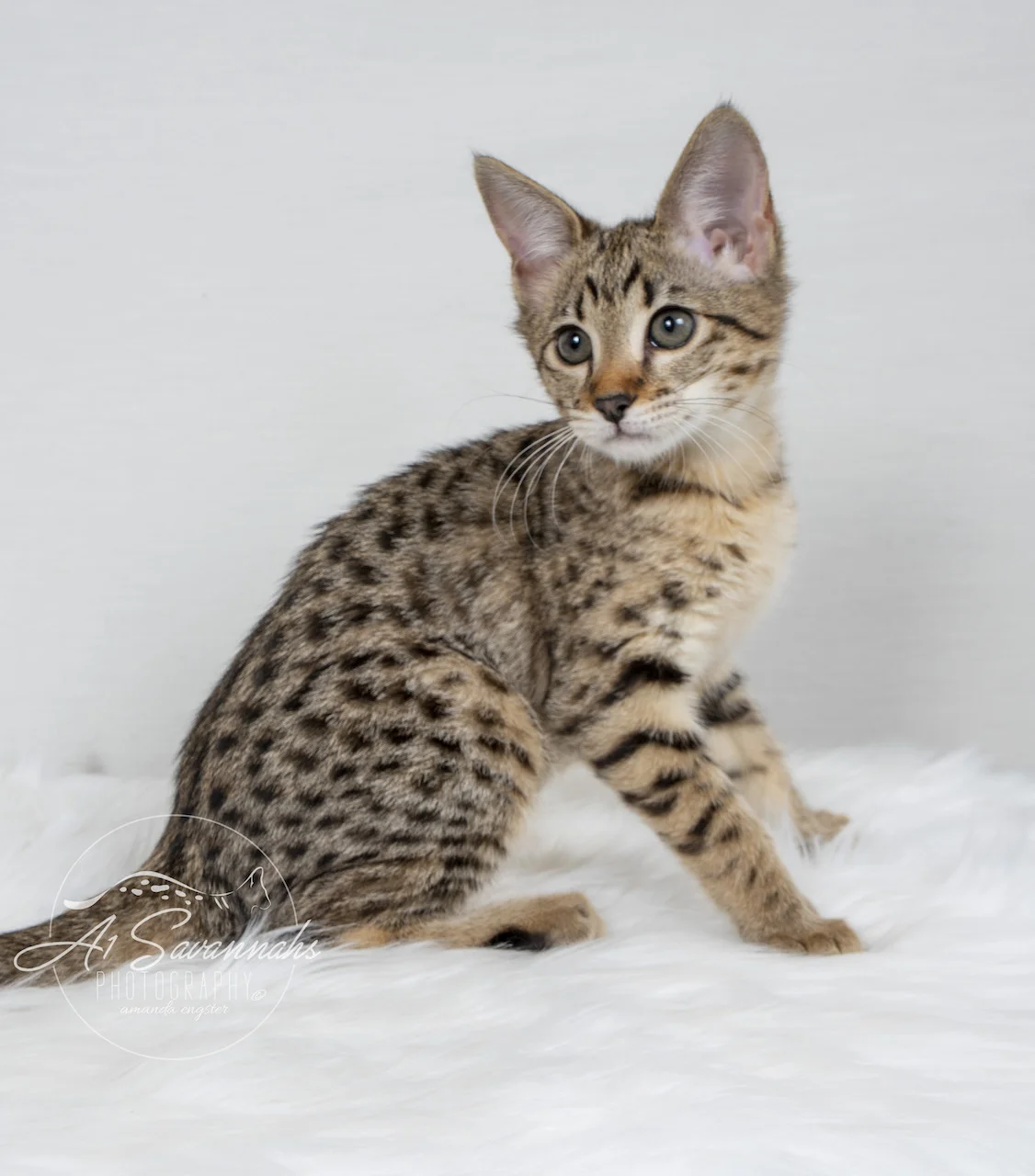 A1Savannahs Neala is an F2 Savannah Female showing off her stunning coat