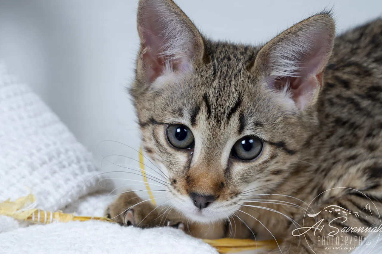 A1Savannahs Neala is an F2 Savannah Female is showing you her beautiful exotic face