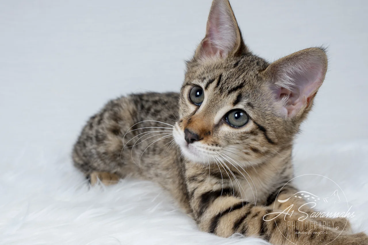 A1Savannahs Neala is an F2 Savannah Female posing for the camera