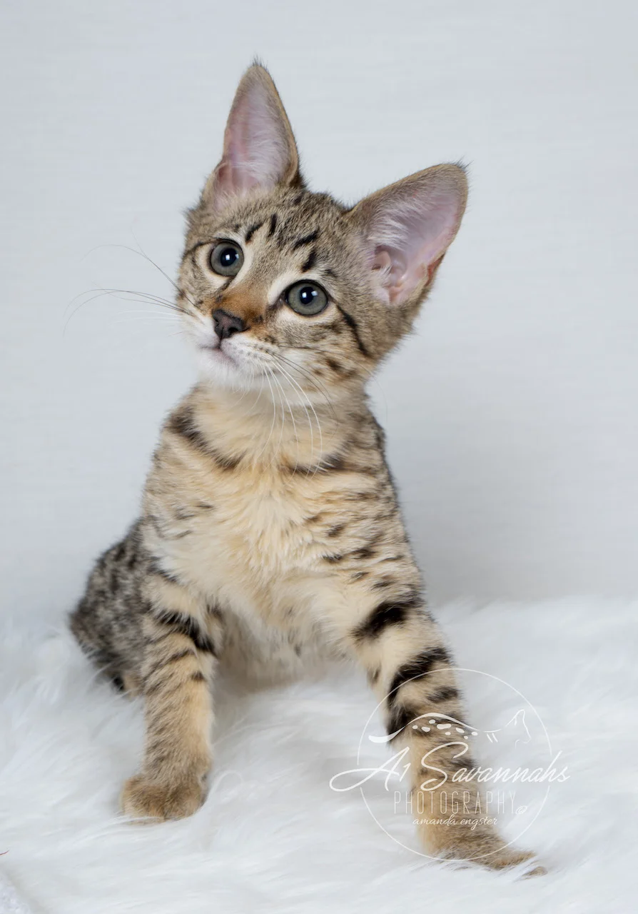 A1Savannahs Neala is an F2 Savannah Female is always so curious 
