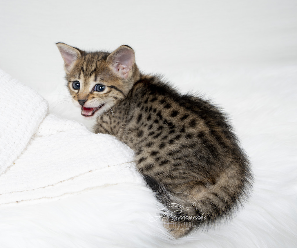 A1Savannahs Neala is an F2 Savannah Female is the happiest cat 