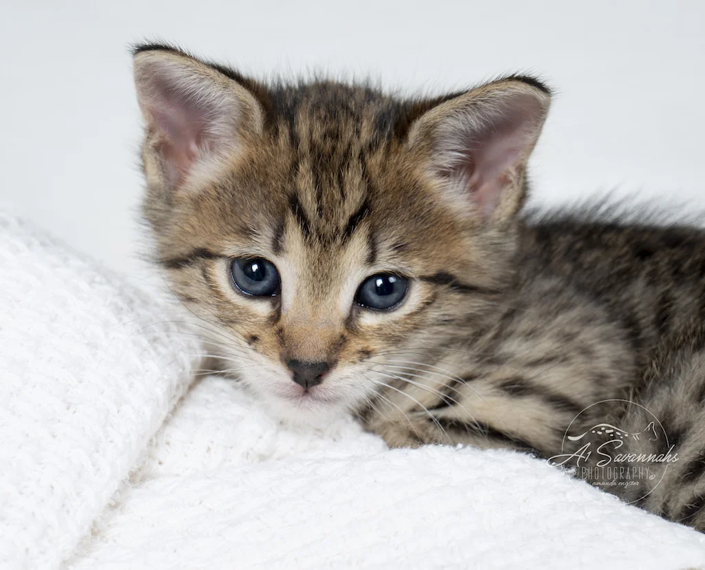 A1Savannahs Neala is an F2 Savannah Female is a snuggled up in her blanket