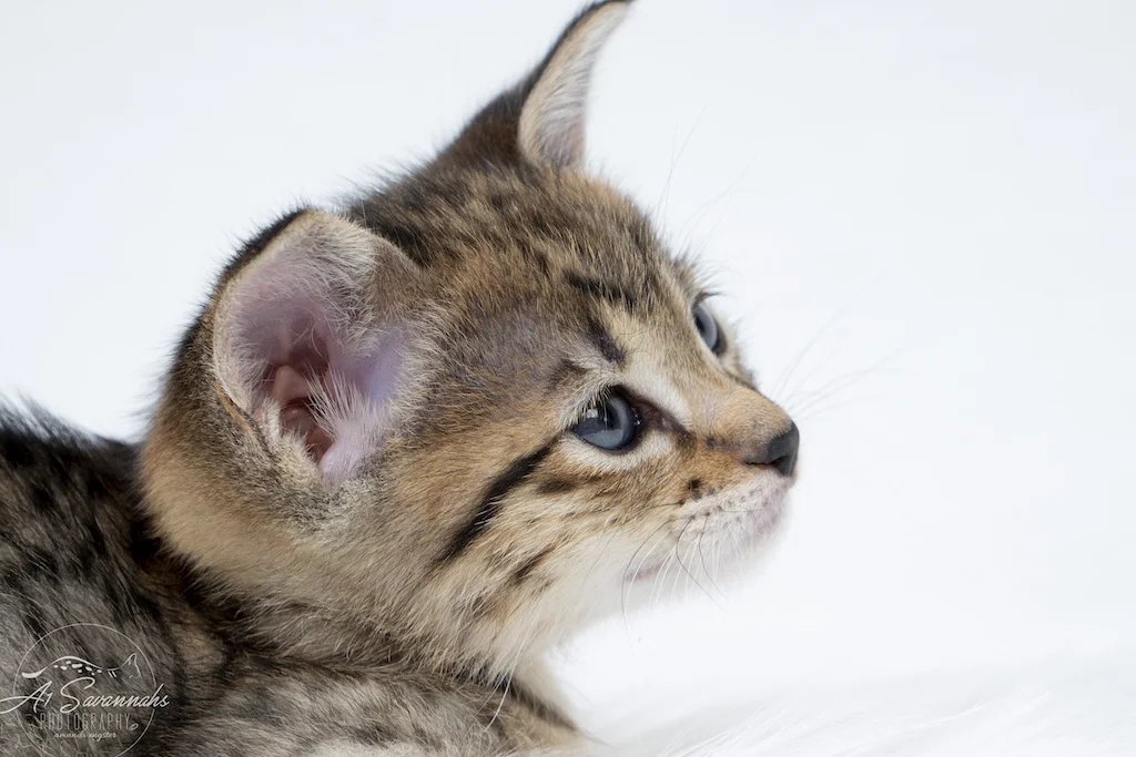 A1Savannahs Neala is an F2 Savannah Female is getting sleepy
