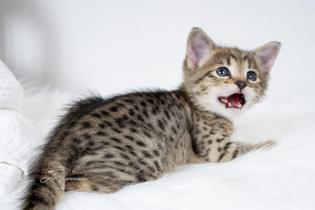 A1Savannahs Neala is an F2 Savannah Female can't resist smiling