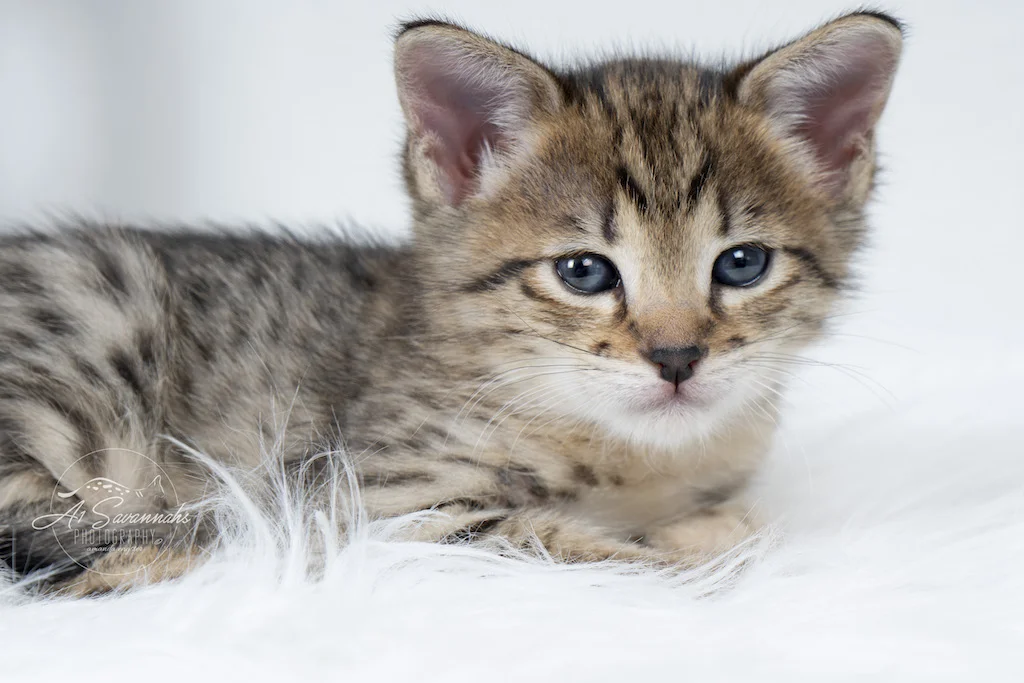 A1Savannahs Neala is an F2 Savannah Female is winding down after playtime