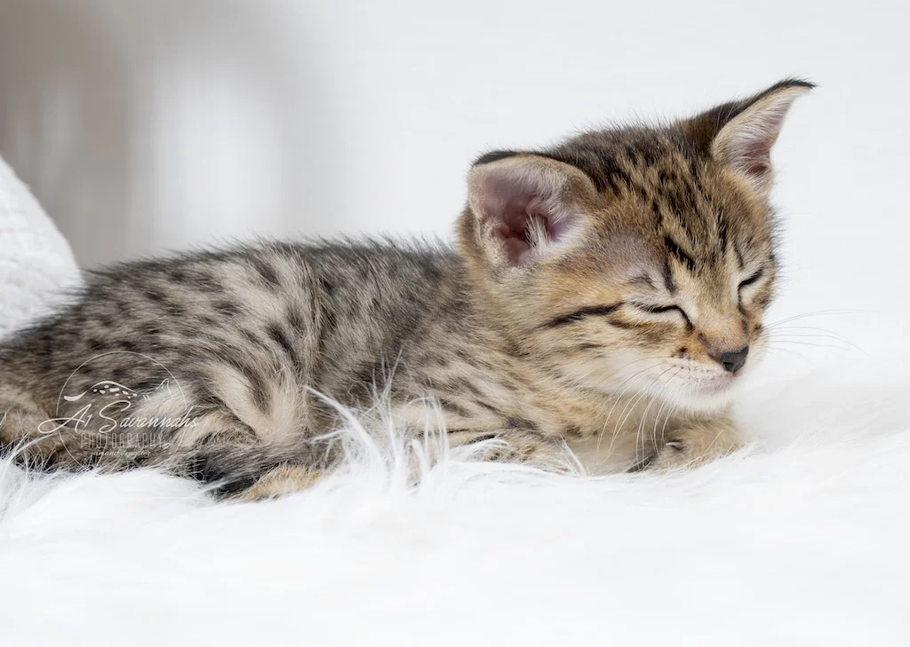 A1Savannahs Neala is an F2 Savannah Female finally closes her eyes