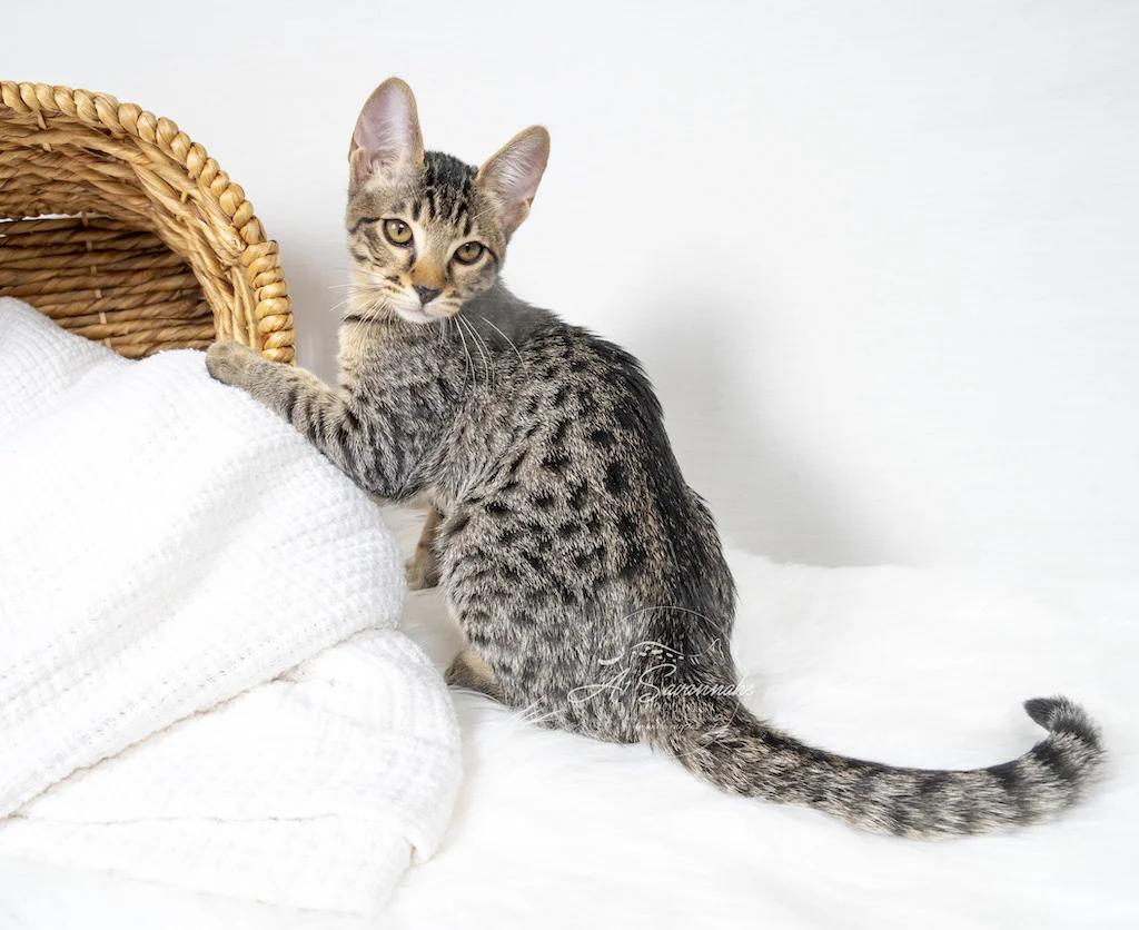 A1Savannah Female F6 SBT Savannah Kitten Alivia is showing you her long spotted body