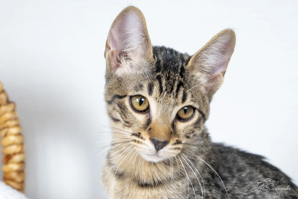 A1Savannah Female F6 SBT Savannah Kitten Alivia likes to show off her lovely exotic facial features.