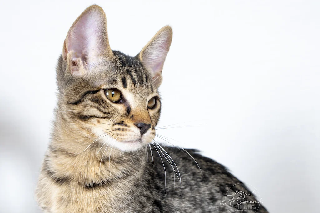 A1Savannah Female F6 SBT Savannah Kitten Alivia is letting you see her stunning profile