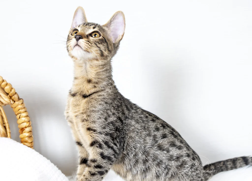 A1Savannah Female F6 SBT Savannah Kitten Alivia is stretching tall so you can see her beautiful coat