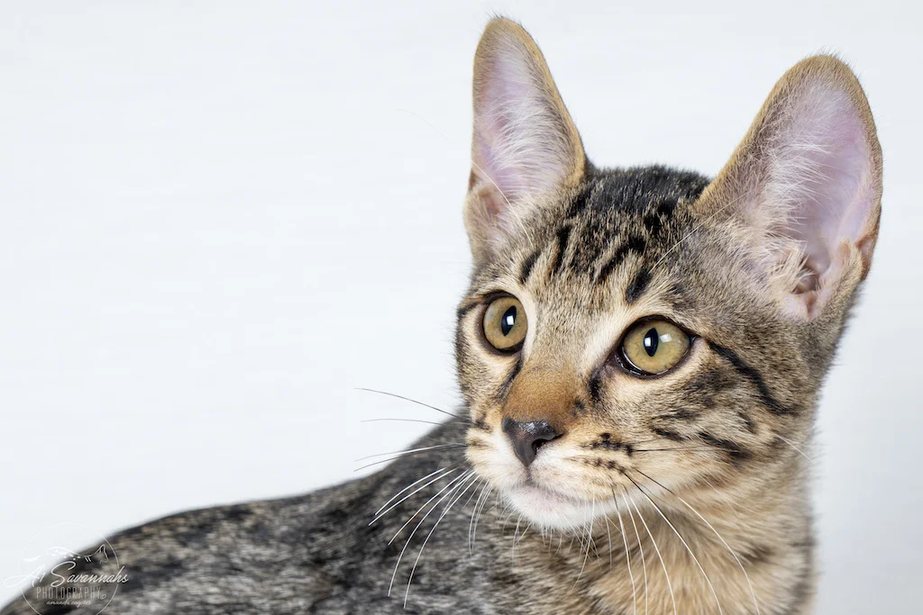 A1Savannah Female F6 SBT Savannah Kitten Alivia is posing for the camera