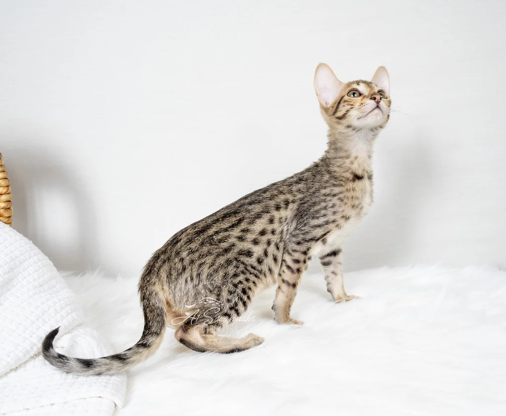 A1Savannahs F6 SBT Savannah Female Ali is stretching out her long spotted body