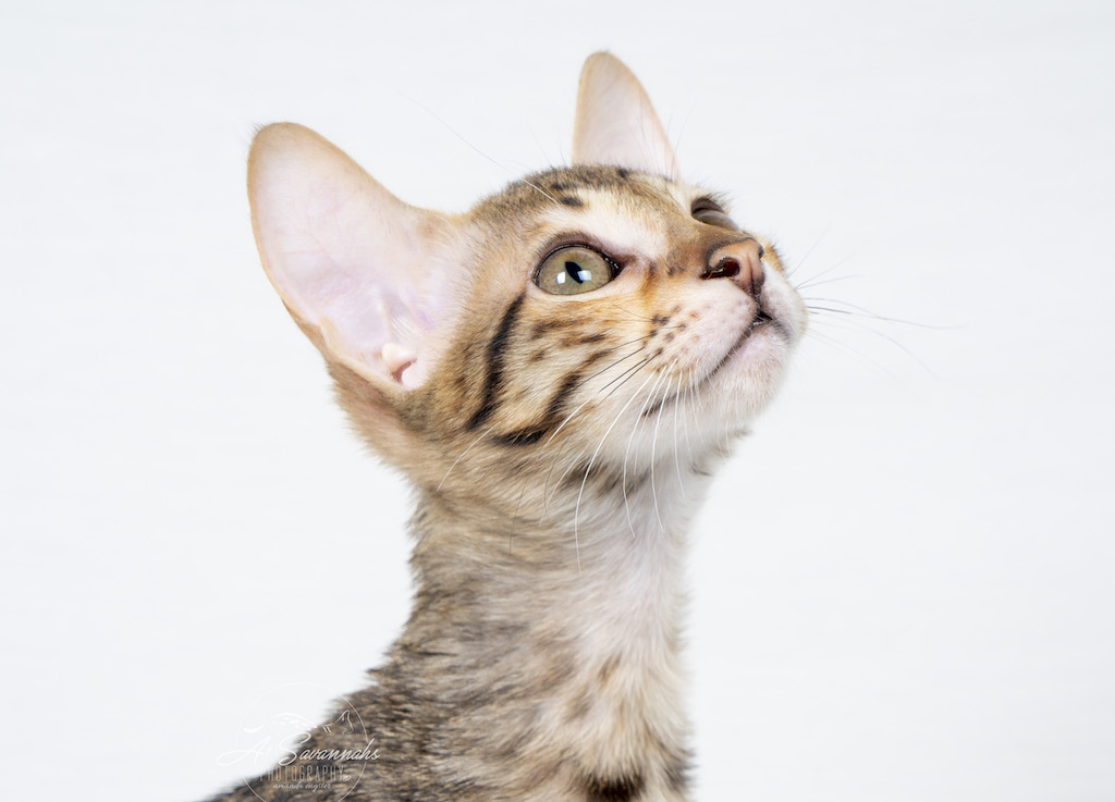 A1Savannahs F6 SBT Savannah Female Ali is showing off her exotic facial markings