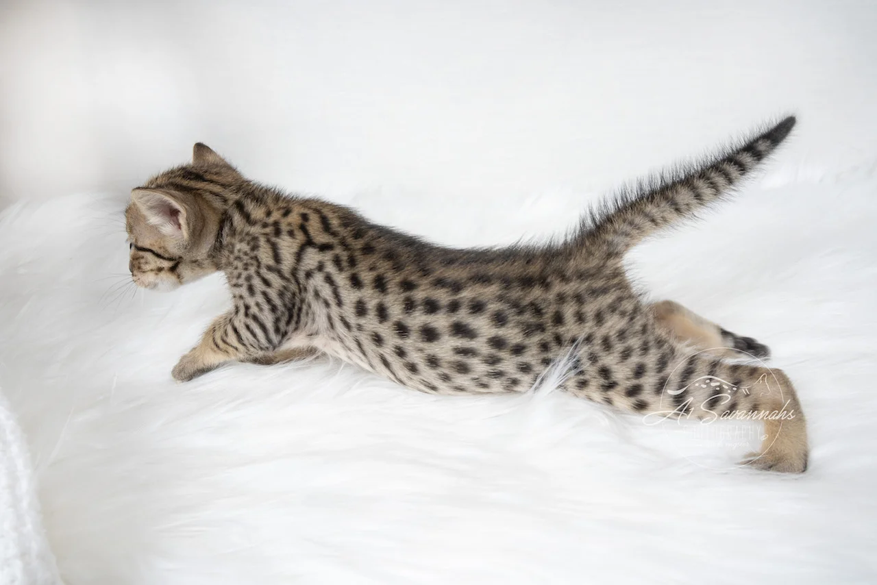 A1Savannahs F5 Female Bailee is stretched out long showing off her beautiful contrasting spots