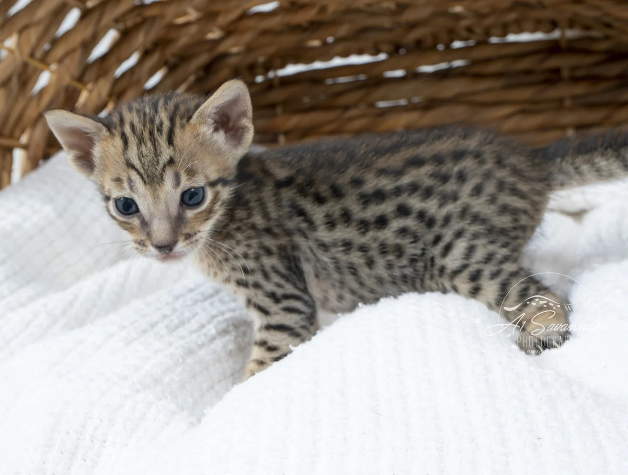 A1Savannahs F5 Female Bailee is looking for a comfy spot for a nap
