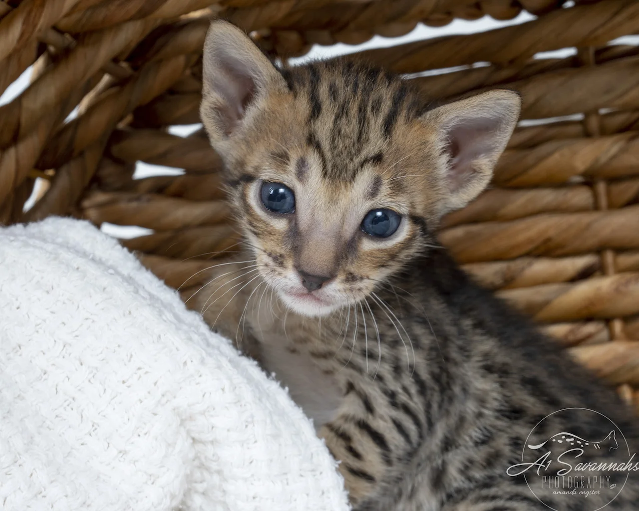 A1Savannahs F5 Female Bailee is posing for her photo