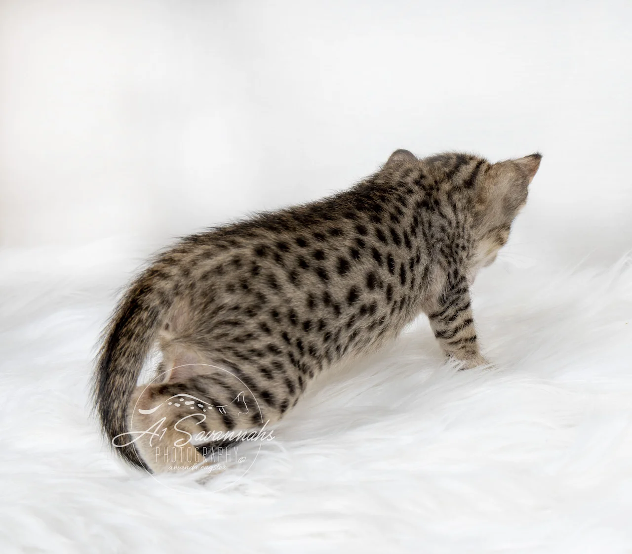 A1Savannahs Berkley is a F5 Savannah Female that is displaying her dark, contrasting black spots