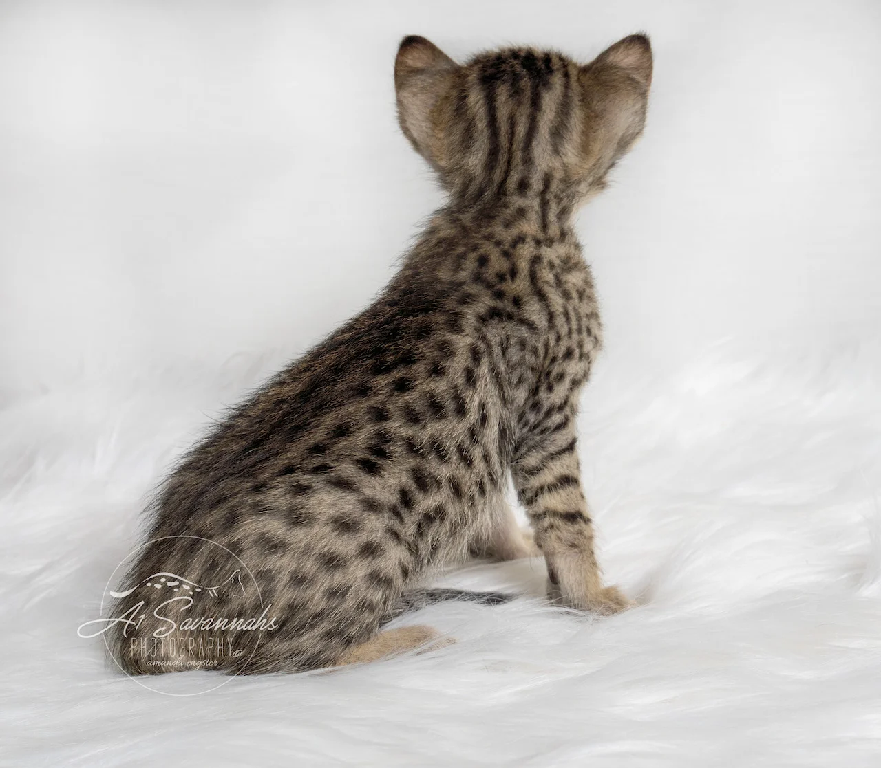A1Savannahs Berkley is a F5 Savannah Female that is sitting nice so you can see her beautiful markings