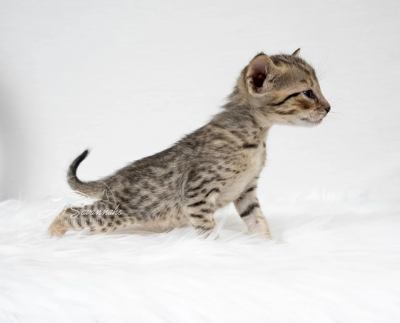A1Savannahs Berkley is a F5 Savannah Female that is  ready for her photo shoot showing off her beautiful facial markings